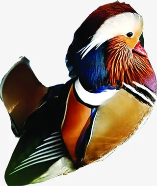 彩色鸳鸯七夕情人节免抠