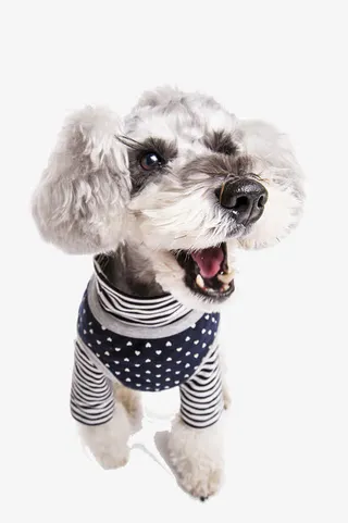 穿衣服的狗狗免抠