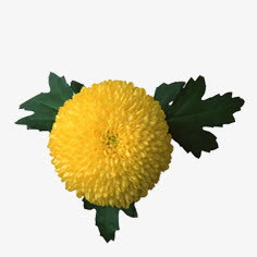 花朵免抠