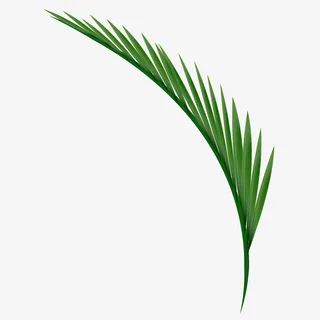 矢量绿色棕榈树枝免抠