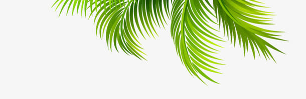 创意海边绿色的棕榈树免抠