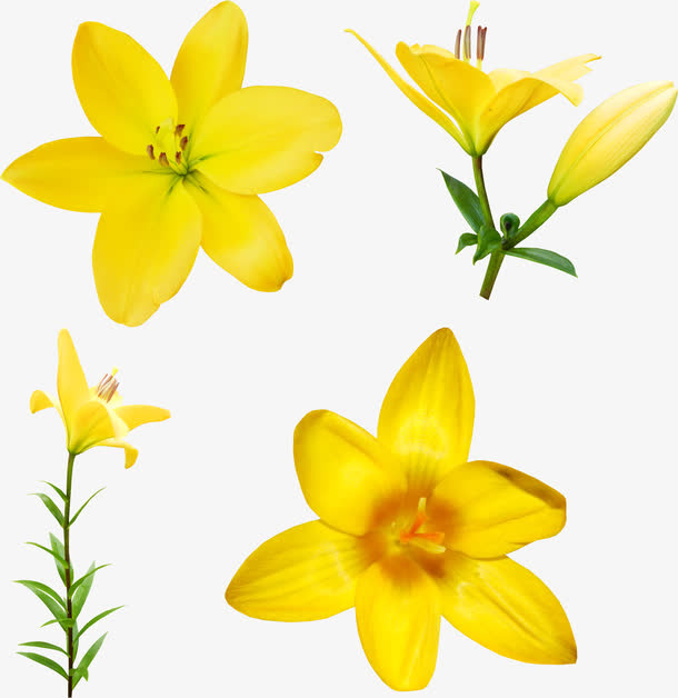 黄色的花免抠