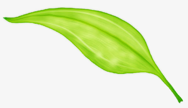 绿色叶子装饰春天免抠