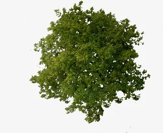 鸟瞰植物大树场景免抠