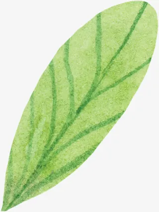 一片脉路清晰的绿叶免抠