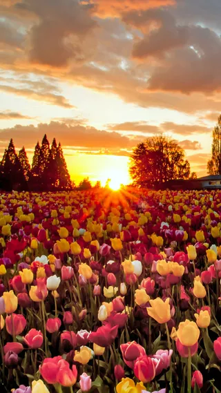 简约花海黄昏风景手机端H5背景高清