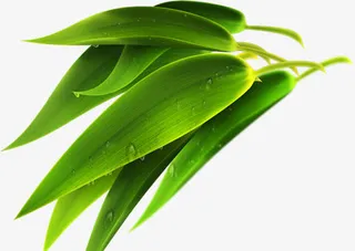 清新高清竹叶端午装饰免抠