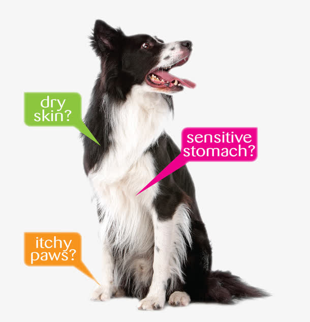 宠物狗狗边境牧羊犬免抠