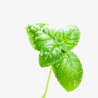 带水滴的叶子免抠