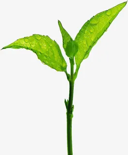 叶子 绿叶免抠
