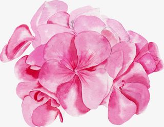 水彩水粉手绘花朵花卉免抠