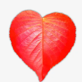 红色爱心树叶纹理免抠