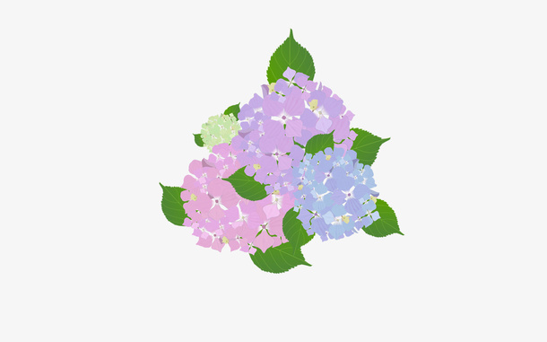 五月浅夏的绣球花，免扣素材免抠