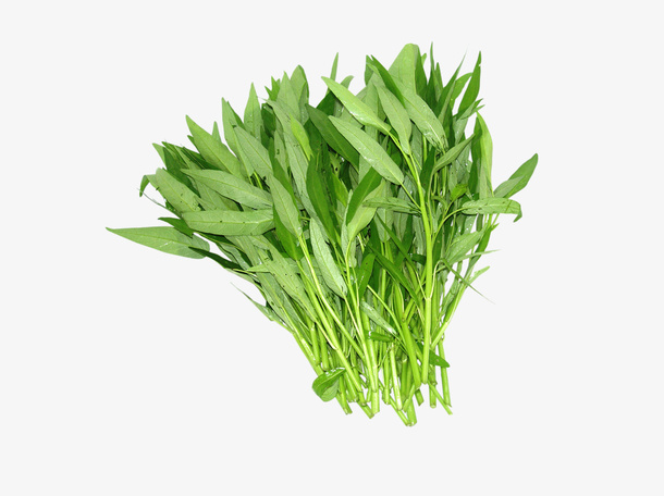 绿色空心菜免抠