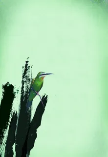 翠鸟印刷背景高清 翠鸟印刷背景高清