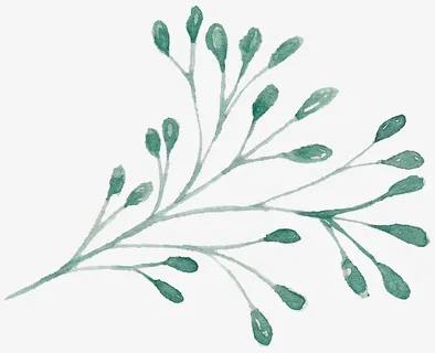 水彩植物免抠 水彩植物免抠
