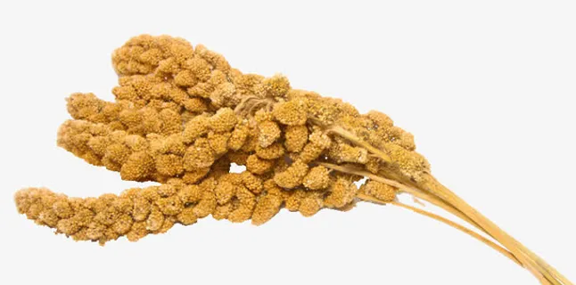 一把饱满黄色小米穗免抠