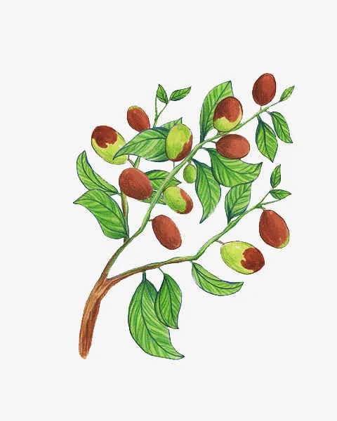 大枣枝干免抠