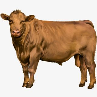 卡通矢量牛免抠