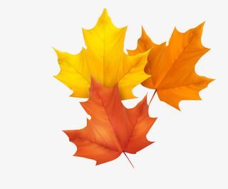 枫叶透明 png素材免抠