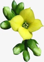 黄色节日花朵植物免抠