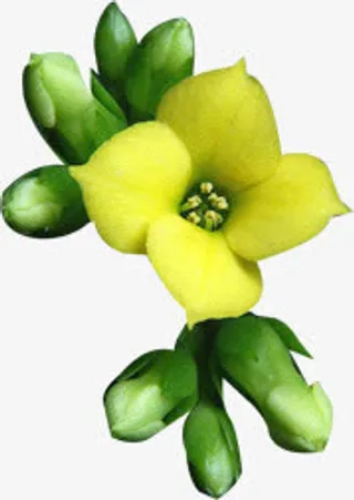 黄色节日花朵植物免抠