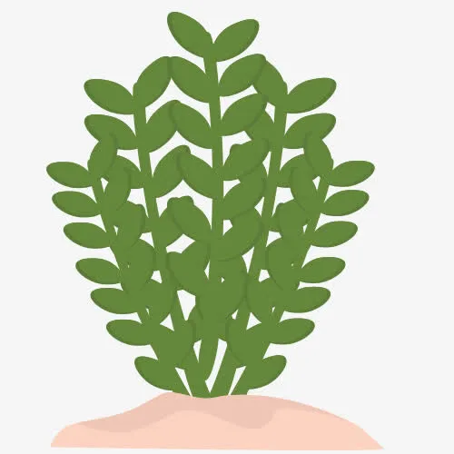 绿色小草植物免抠