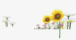 盛开的鲜花免抠