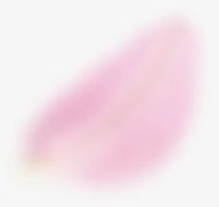 粉红色花瓣创意合成免抠