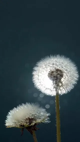 蒲公英白色逆光虚化摄影H5背景高清