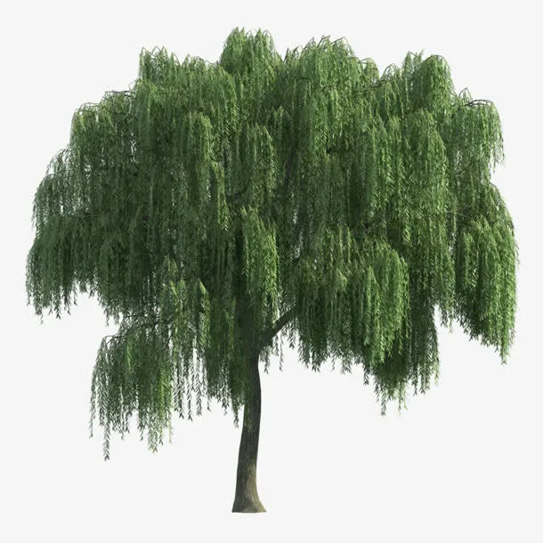 绿色杨柳树免抠其他元素