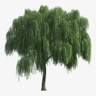 绿色杨柳树免抠其他元素