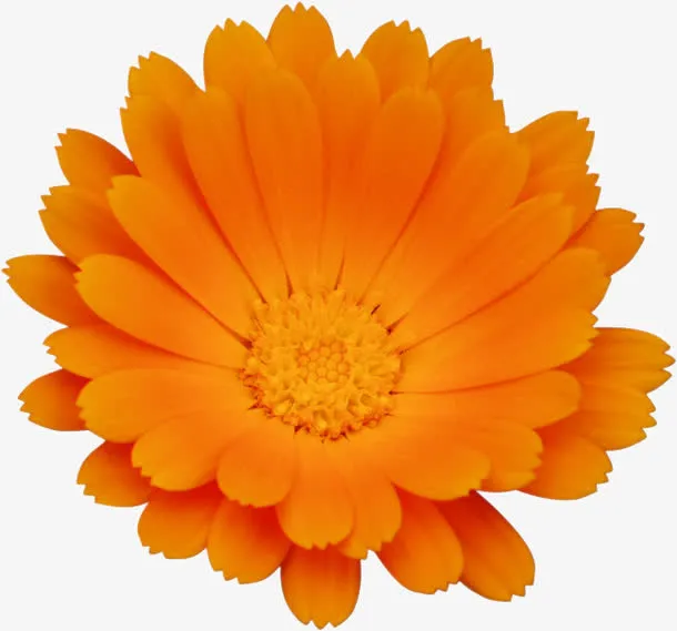 一朵金盏花免抠