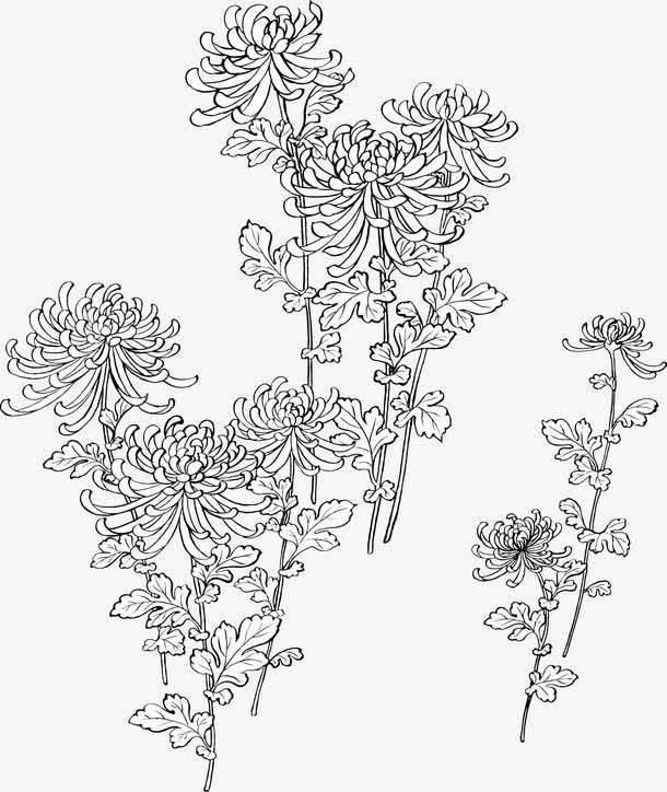 精美古典的菊花矢量素材免抠