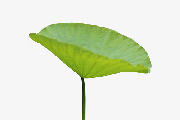 荷叶免抠素材免抠