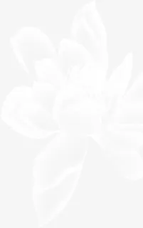 白色透明盛开花卉背景七夕情人节免抠