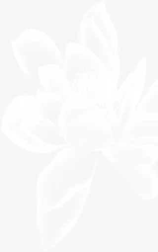 白色透明盛开花卉背景七夕情人节免抠