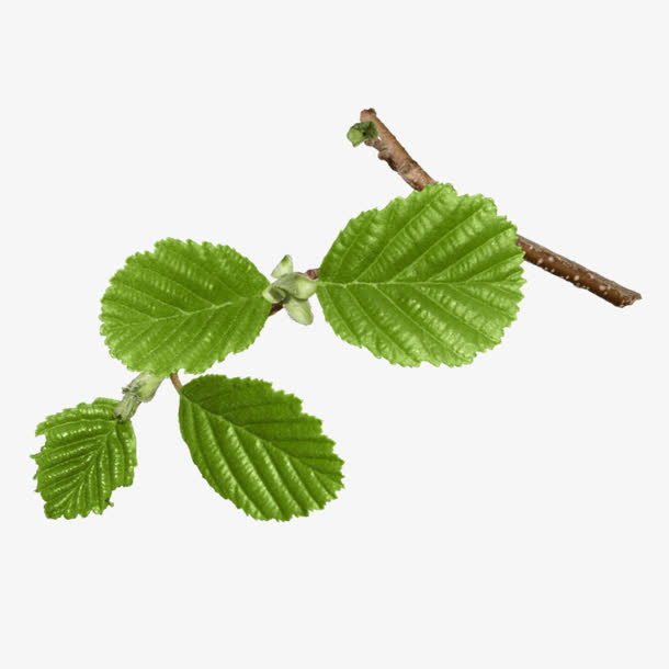 树枝绿叶png素材免抠