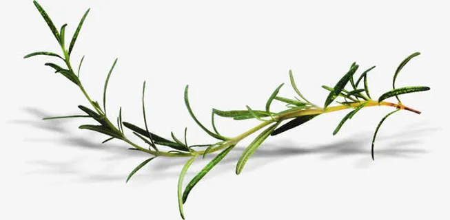 弯曲的柳条免抠