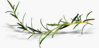 弯曲的柳条免抠