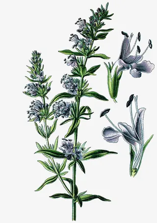 牛膝草插画免抠