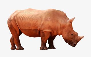 精致野生犀牛动物高清免抠图免抠