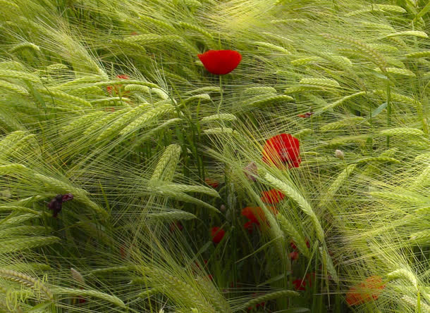 绿色梦幻草丛花瓣免抠
