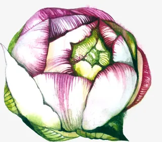 手绘的花苞免抠