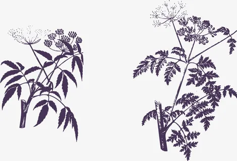 手绘黑色树枝免抠