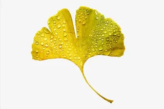 露珠黄色银杏叶免抠