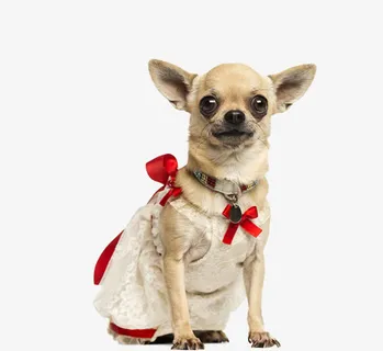 免抠素材大眼睛的狗免抠