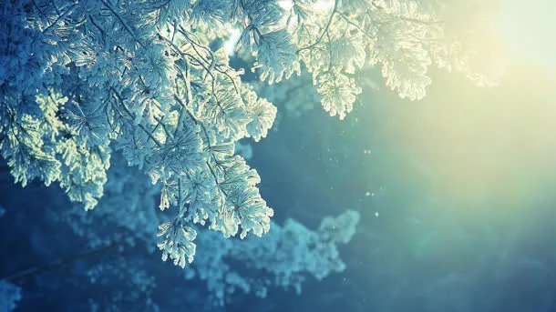 白色树枝雪后风景免抠