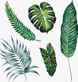 手绘大叶子免抠