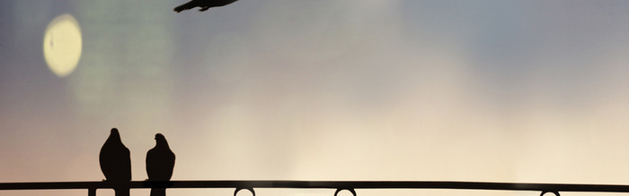 鸟模糊背景高清